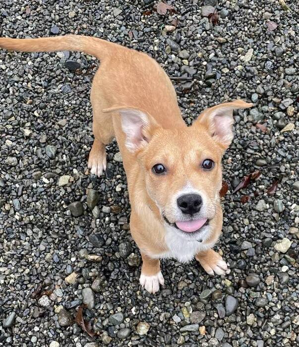 BC_SPCA's tweet image. Meet Lasso!❤️🐾Lasso is the largest, most confident puppy out of her group. Lasso would do best in an experienced, dog-savvy home as her exuberance will likely grow as she ages! Learn more about Lasso at ow.ly/IaqQ50QnfA3 #Comoxbc⁠
⁠