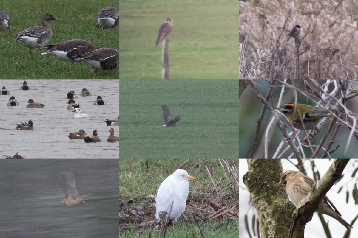 Birding on the patch #Ouderkerkerplas today and yesterday with some highlights like Smew, Tundra Bean Goose, Hen Harrier, Common Redpoll and Woodcock. #DPWC24 <a href="/PatchBirding/">Patchwork Challenge</a> <a href="/dutchbirding/">Dutch Birding</a>
