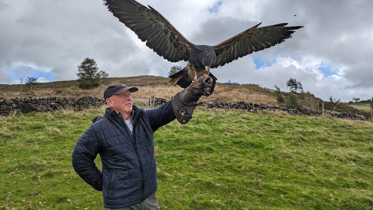 Arlo coming into land during an experience day just before Christmas. He's really come on in the last year and doesn't try to eat as many visitors as he used too 😜