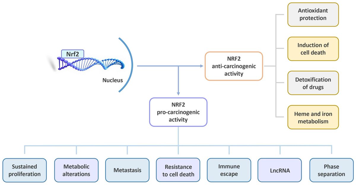 The Multifaceted Roles of NRF2 in Cancer: Friend or Foe? ▶️NRF2 governates the expression of genes that shield cells from oxidative alterations ▶️It participates in dysregulated cell proliferation, metabolic remodeling & resistance to apoptosis ▶️But❗ mdpi.com/2076-3921/13/1…
