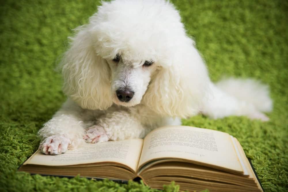 WoofWisdom's tweet photo. Woof Wisdom: “There is only one good, that is knowledge; there is only one evil, that is ignorance.”- Aristotle 
#WoofWisdom #woof https://t.co/Tv4ZqTvLV7