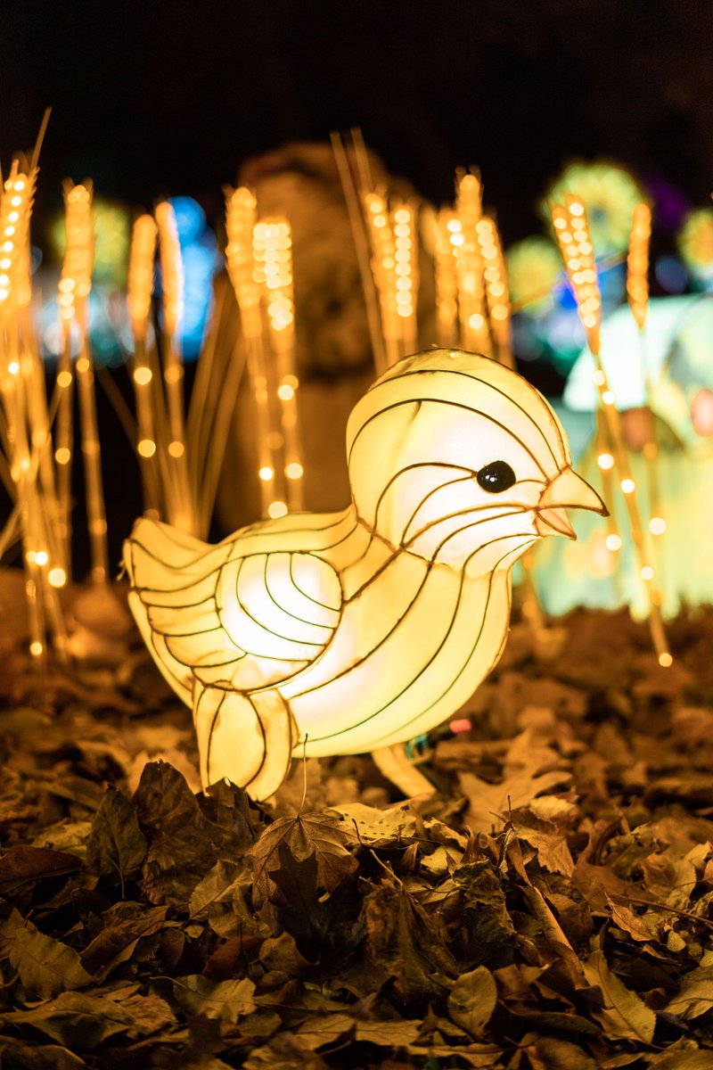 This weekend is your last chance to visit the winter wonderland that is Illuminate the Farm! 🌟 Open Friday through Sunday evening 1/5-1/7, this event features a dazzling display of illuminated Chinese lanterns, all handmade by skilled artisans. buff.ly/47gbPZd