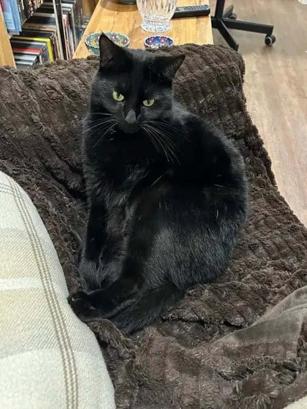 WosCatsProtect's tweet image. MISSING CAT 

3 year old Dexter has been missing from the British Camp/Black Hill area since 17th December.
He is a much loved family pet who is a little shy with strangers. He is microchipped.

If you have any information, please call us on 01905 904058

#missingcat #catsuk
