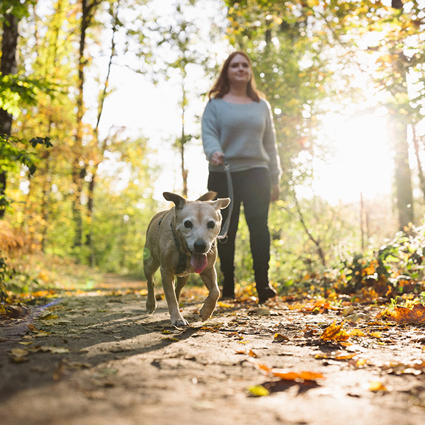 AVMAvets's tweet photo. Humans and dogs often share similar medical conditions as they age. With today’s technological advancements, researchers are calling for a concerted effort to gather big data on aging dogs to benefit veterinary care and inform human medicine. https://t.co/f8ZMBKZ1ut https://t.co/8pl9KmDUl7