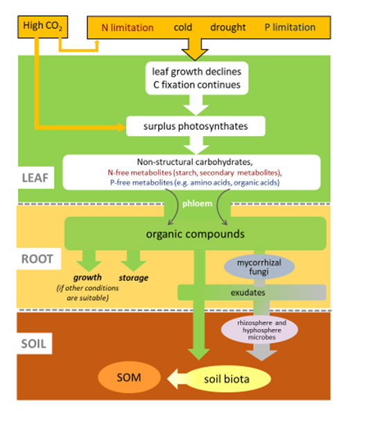sssajournal's tweet photo. New in SSSAJ! Sustaining organic matter in forest soils: What we have learned and what is left https://t.co/vkSHyiaRHy
#OpenAccess issues paper by Cindy E Prescott
@ubcforestry #NAFSC https://t.co/m0w17dMTrg