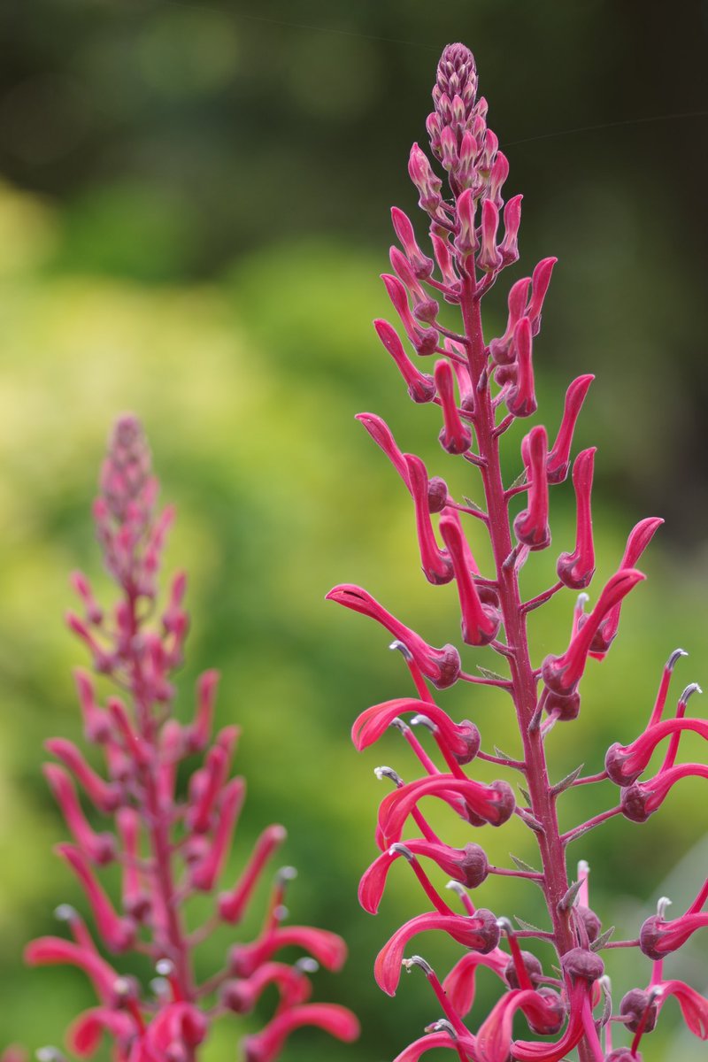 John Sheely tweet media