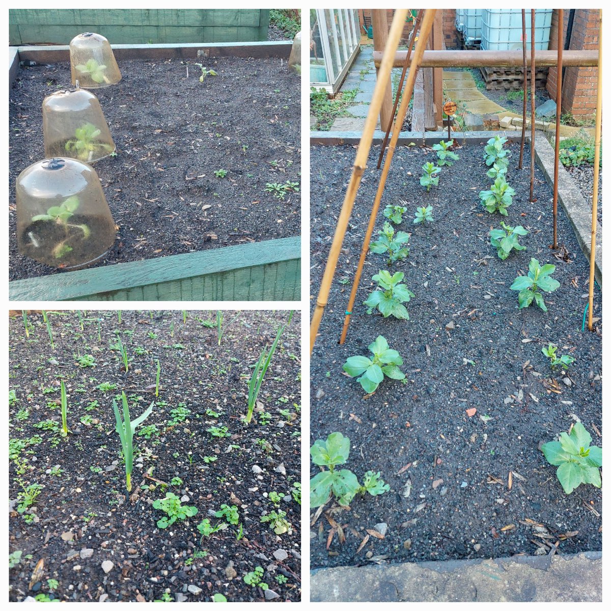 StPetersComm's tweet image. Happy New Year to you all. A quick walk around the Gardens this morning. Apart from 1 cloche missing in action! thankfully, everything was just as we left it. Really pleased to see the fruit on one of the citrus trees and the cabbage, garlic, onions and beans doing well 🧅🫛🧄🍊