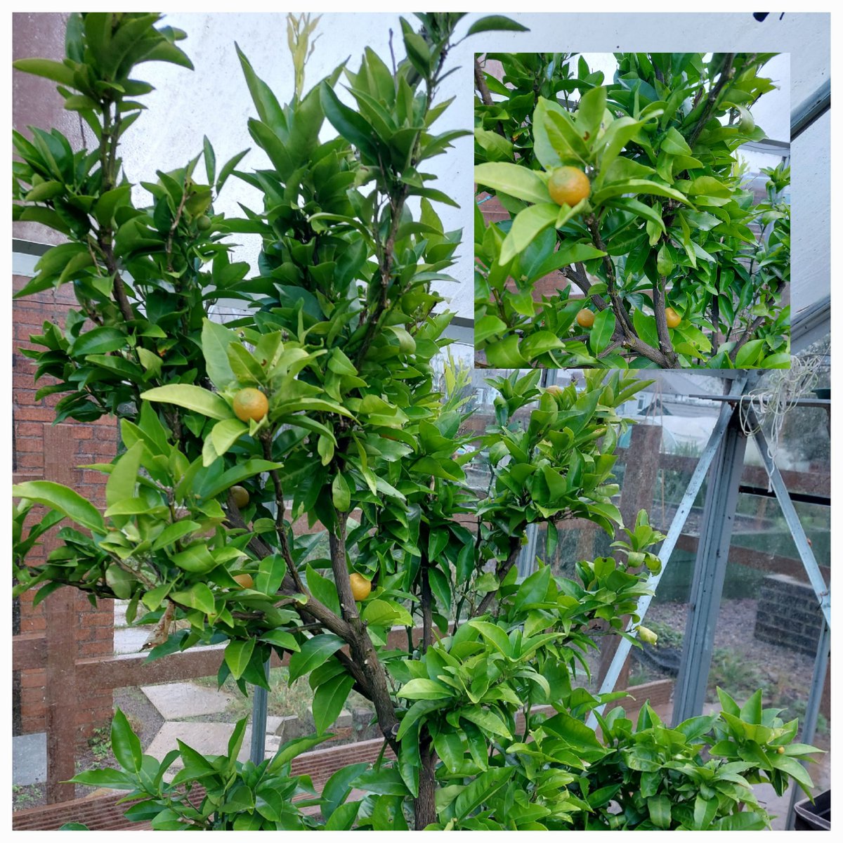 StPetersComm's tweet image. Happy New Year to you all. A quick walk around the Gardens this morning. Apart from 1 cloche missing in action! thankfully, everything was just as we left it. Really pleased to see the fruit on one of the citrus trees and the cabbage, garlic, onions and beans doing well 🧅🫛🧄🍊