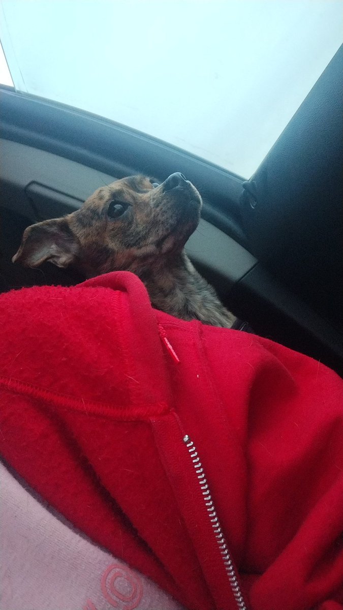 AishaleeOliver2's tweet photo. Always the same facial expressions ๐ฅฐโค๏ธ
Dad's buying me a sweater if we can find one ๐ it's ๐ฅถ for me here
She's tucked behind me cuz she's cold ๐ฉ
Not for long Sas, we'll find you something ๐ซถ๐ผ
#loveher #carridewithdaddy #sweatertime #itscold https://t.co/4C6O64zbuw