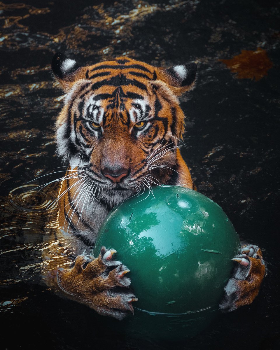 somewareatdiz's tweet photo. Sumatran tiger Sohni plays in the water at Disney’s Animal Kingdom https://t.co/fegyt8X2Oe