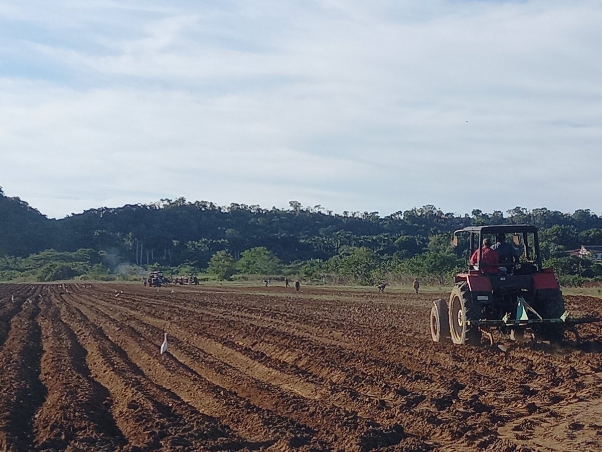 El campesino Euclides Veirut culmina la siembra de 12.5 ha de papa y continuará hasta  llegar a 19 que tiene planificadas #IslaDeLaJuventud #SíSePuede #PorUn26EnEl24 #SentirPinero