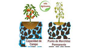 patucomendez's tweet photo. #4d7
🎯El punto #CapacidadDeCampo corresponde a una succión de 1/3 bar. Las #plantas deben producir una succión hasta 15 bares como máximo.
📌A los 15 bares de succión la cantidad de #agua en el #suelo se denomina como Punto de #MarchitezPermanentetiico https://t.co/RufRLrG7XF
