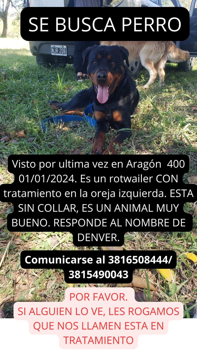 JuaGomaio's tweet photo. Se escapo mi bebé y estamos desesperados. Es un rottweiler, con las propias manchas de la raza, con la oreja izquierda en tratamiento, cola cortada SIN COLLAR. Responde al nombre de Denver. Se perdió el 1/1 en zona Aragón 800, yerba buena. Tucuman. Por favor. Compartir. https://t.co/qgjoSQkefz