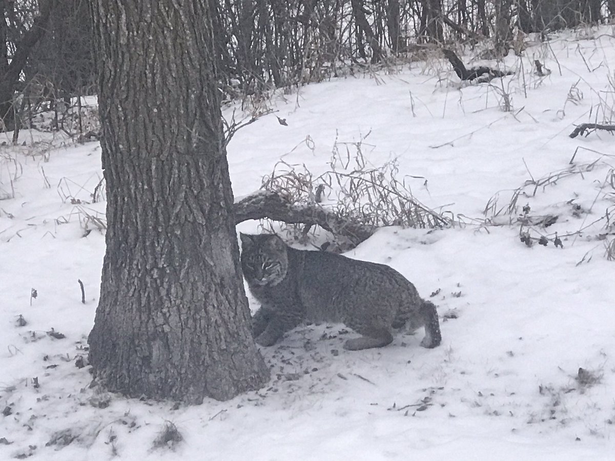 Now a Bobcat in the yard, busy evening