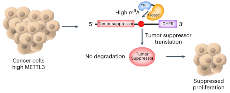 NikoMcCarty's tweet image. Biology is (still) the world&apos;s most advanced technology.

Here are four interesting new papers, published yesterday.

***
Two new adenine base editors.
Papers: nature.com/articles/s4158… and 
The first base editors were known as cytosine base editors because they could substitute a…