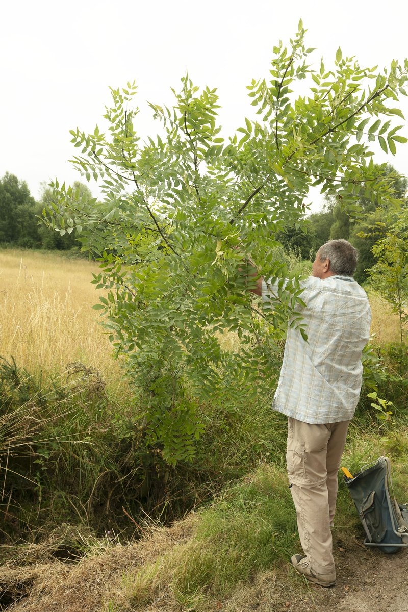 rogerplant's tweet photo. @patrick_barkham It has also been my huge privilege to have spent time with Ted Green. And albeit briefly, in Windsor Great Park too. Here's one of my photos of Ted, pollarding an Ash sapling. Ted advises that it will continue producing
  "tree-hay"( forage for livestock) whenever harvested. https://t.co/GAYQwsjkNH