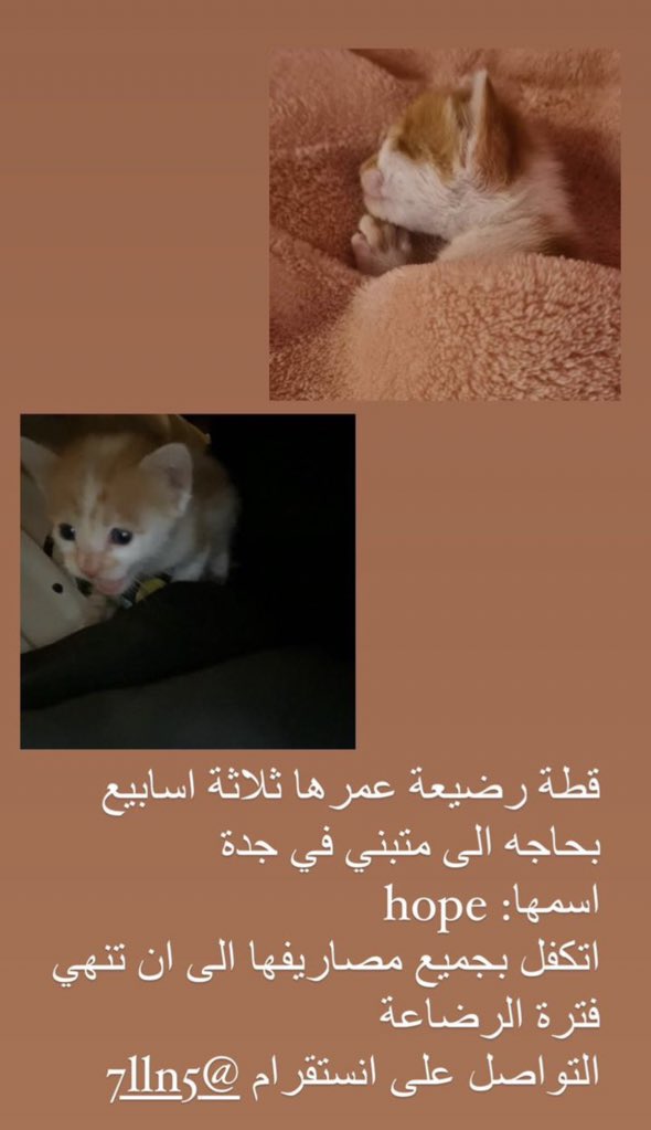 Cat people 🐈 tweet media