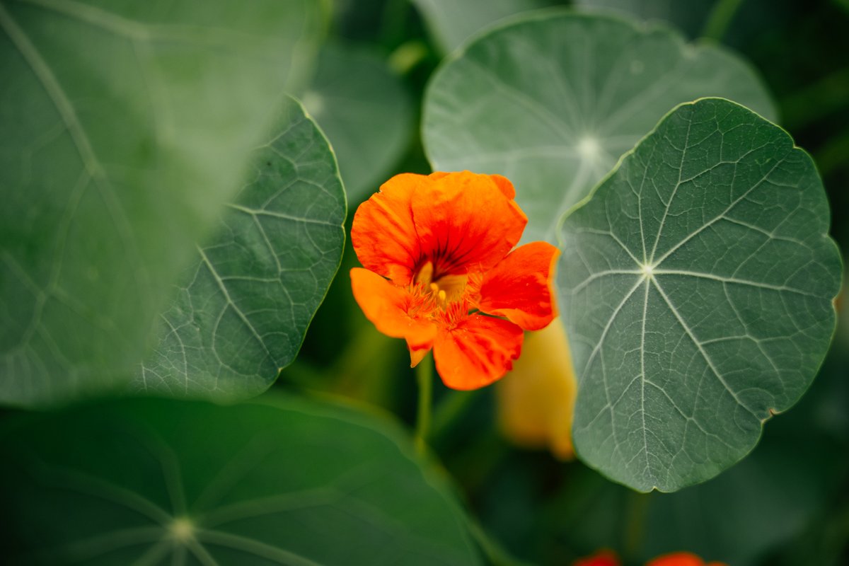 Microhabitat (@microhabitat_ca) on Twitter photo π±β¨ Wishing you a garden of joy, a harvest of success, and a year filled with green possibilities! Happy New Year from MicroHabitat. May 2024 the greenest and most flourishing year yet! πΏπ #HappyNewYear #Green2024 #MicroHabitatHarmony π±β¨ Wishing you a garden of joy, a harvest of success, and a year filled with green possibilities! Happy New Year from MicroHabitat. May 2024 the greenest and most flourishing year yet! πΏπ #HappyNewYear #Green2024 #MicroHabitatHarmony