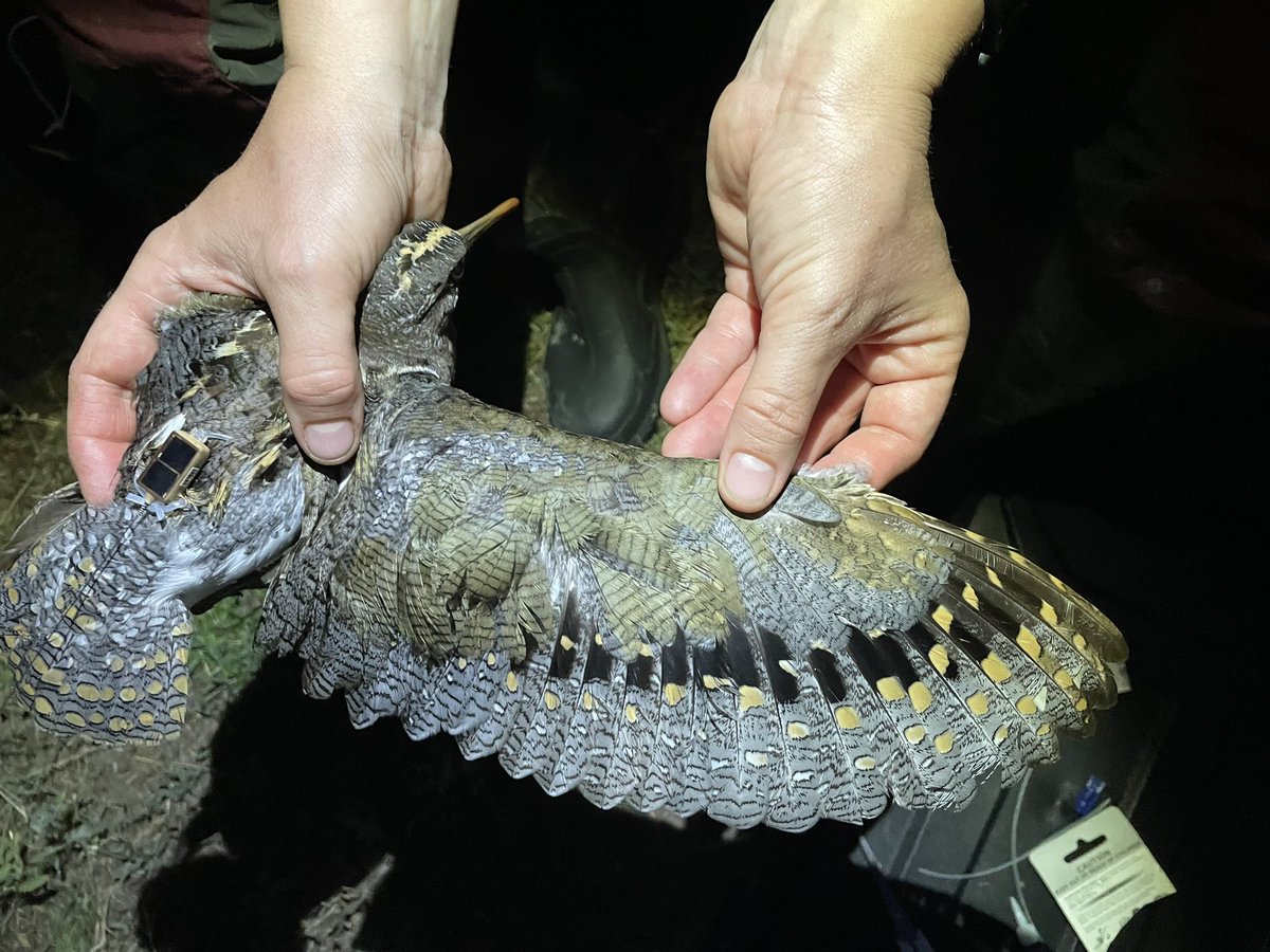 TrackingAPSnipe's tweet image. We are thrilled to introduce MARCELINA whom we just met 😍 She is the second Australian Painted-snipe to ever be tracked and one of Gloria’s friends from near Balranald. Huge thanks to her sponsor, the Ricegrowers' Association of Australia @ricegrowers 🙏🙏🙏 More to come …
