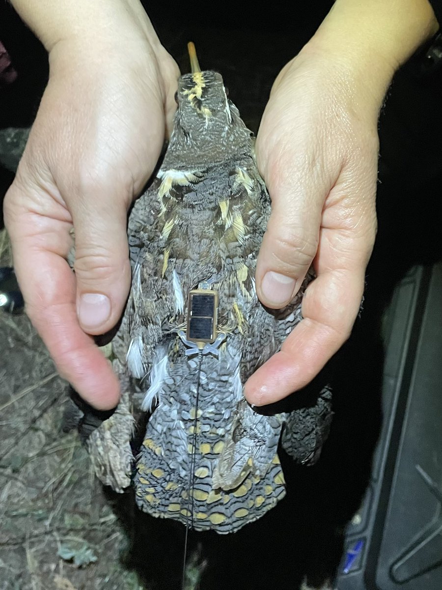 TrackingAPSnipe's tweet image. We are thrilled to introduce MARCELINA whom we just met 😍 She is the second Australian Painted-snipe to ever be tracked and one of Gloria’s friends from near Balranald. Huge thanks to her sponsor, the Ricegrowers' Association of Australia @ricegrowers 🙏🙏🙏 More to come …
