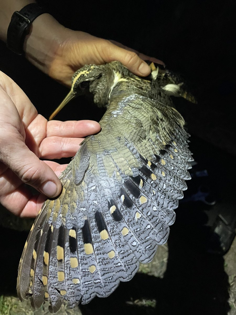 TrackingAPSnipe's tweet image. We are thrilled to introduce MARCELINA whom we just met 😍 She is the second Australian Painted-snipe to ever be tracked and one of Gloria’s friends from near Balranald. Huge thanks to her sponsor, the Ricegrowers' Association of Australia @ricegrowers 🙏🙏🙏 More to come …