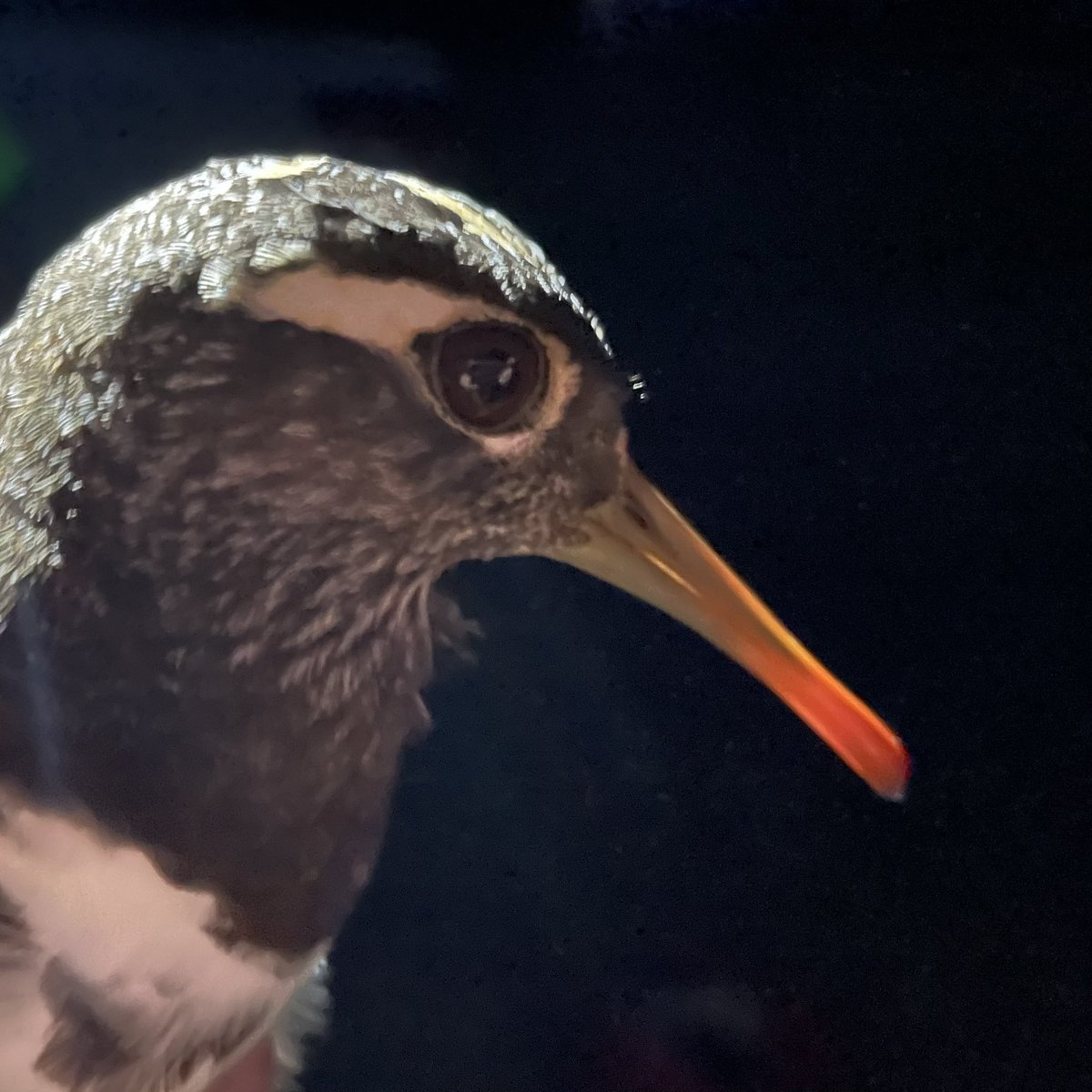 TrackingAPSnipe's tweet image. We are thrilled to introduce MARCELINA whom we just met 😍 She is the second Australian Painted-snipe to ever be tracked and one of Gloria’s friends from near Balranald. Huge thanks to her sponsor, the Ricegrowers' Association of Australia @ricegrowers 🙏🙏🙏 More to come …