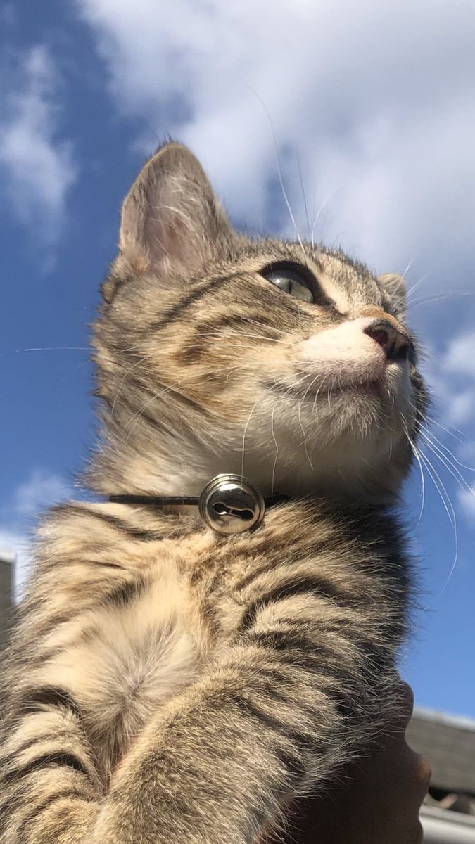 TechScribee's tweet image. The meow is here ,say hi 🐈