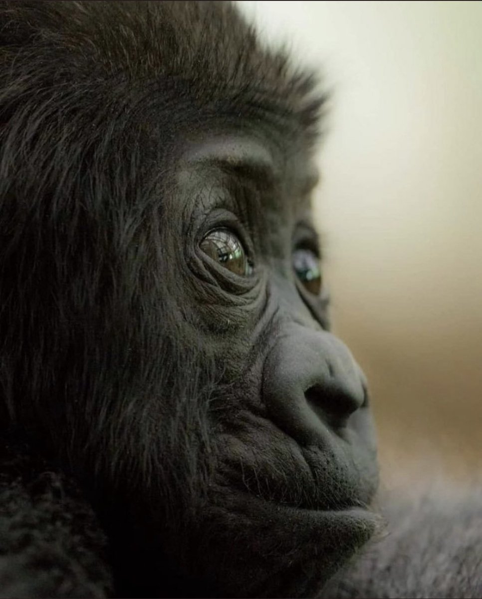 Tiny Gorilla tweet media