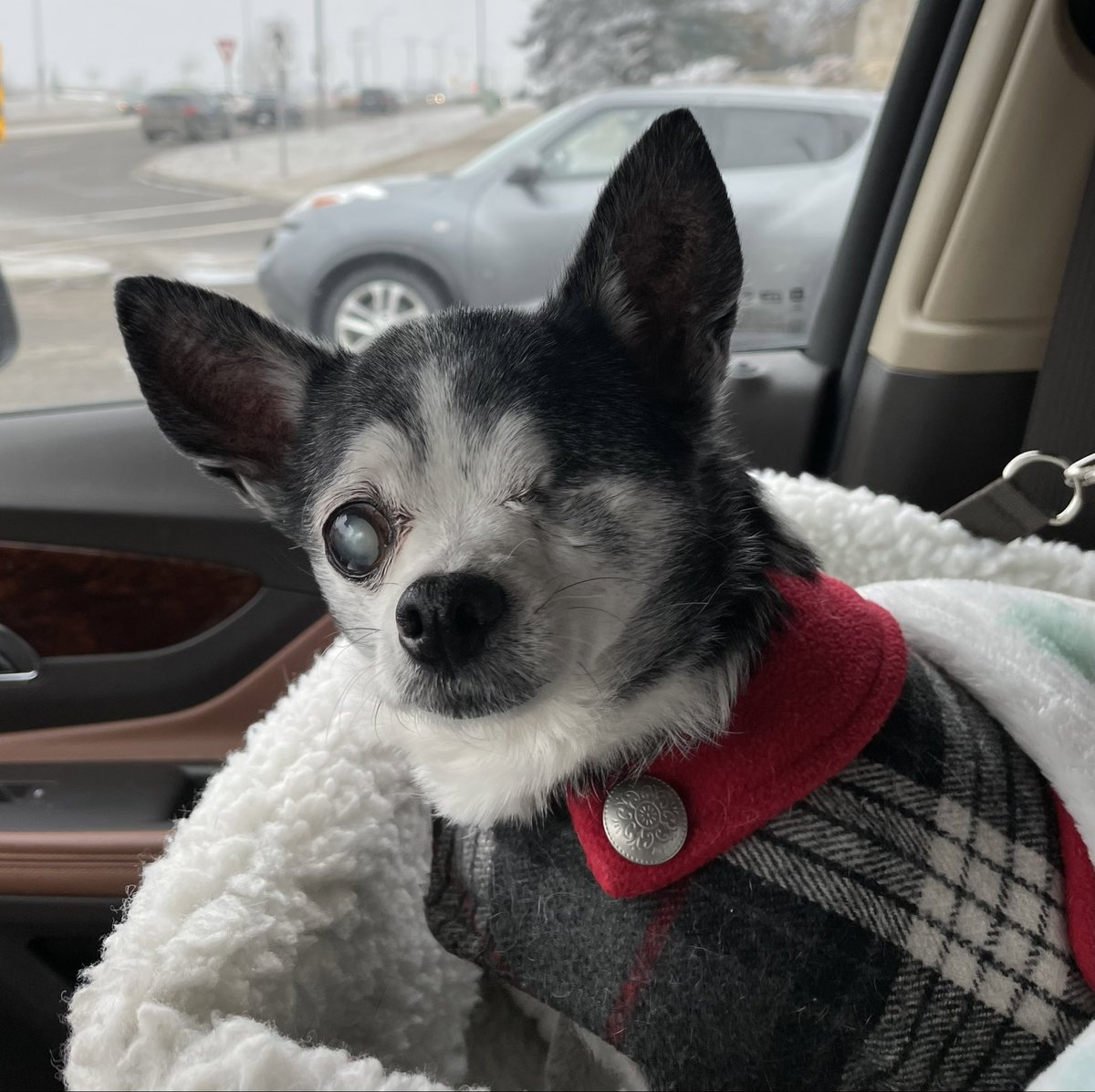 ChihuahuaBaxter's tweet photo. Hi.. It’s Me Baxter… Can You Believe It… Mum Is Taking Me To The V.E.T. …. I Think She Worries Tooo Much!!! 💙🩵 https://t.co/1KN3NLVLc2