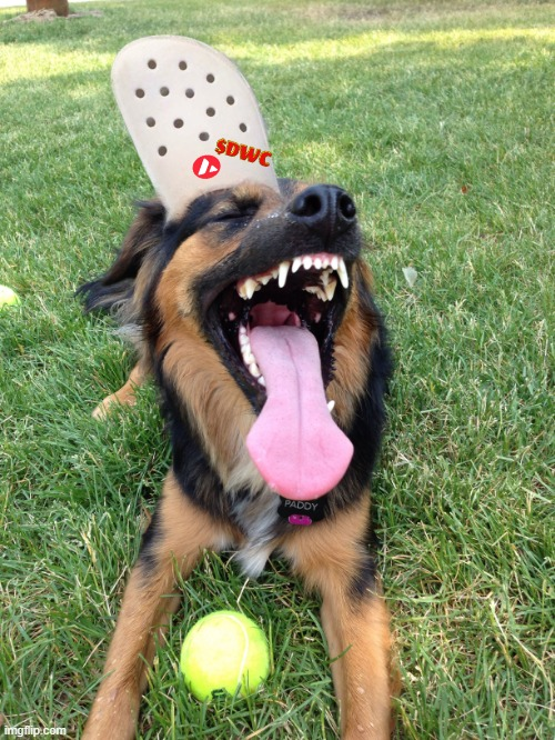 Vilicius's tweet photo. @dogwifcrocs https://t.co/LX5vojrJxB