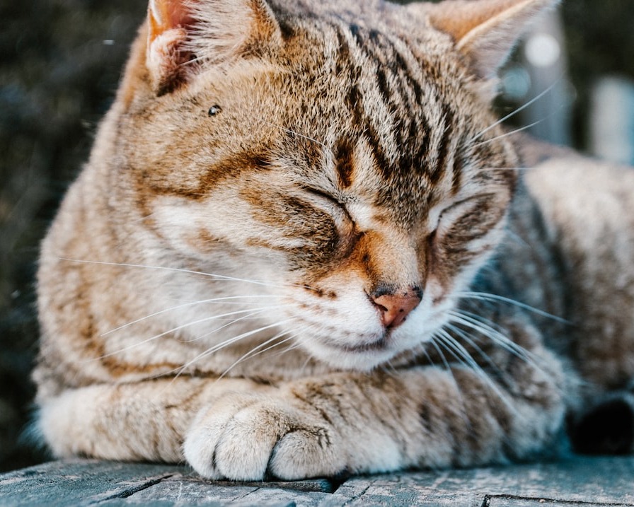pureleaf_cbd's tweet photo. We certainly didn't forget about your pets! Check out our furry friend section, and get what you need delivered right to your door. 

https://t.co/0h7rKZ0VDb 

#cbd #petcbd #lakeline #austin #atx #cbdlife #holistic #organic #petlife https://t.co/zdLiXjN8v5