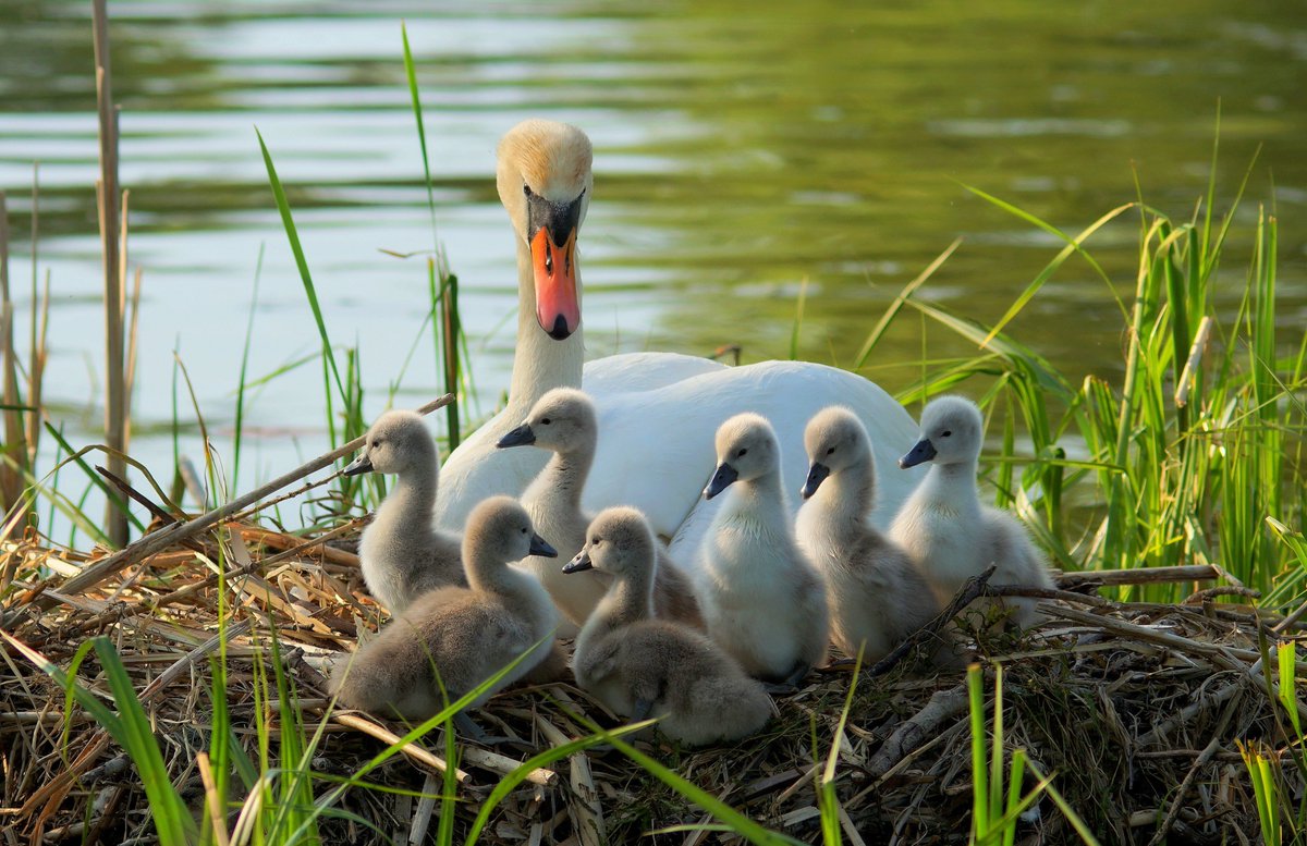 hoppermark's tweet photo. Wildlife in the City. I don't have to look far to find life in the rivers and lakes near me. This one was taken in Trenton Ontario 2023
@ROMtoronto #ROMwpyON. https://t.co/lTwjm3yag3