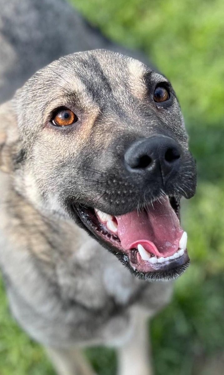 DogKlara's tweet photo. Such a clever girl and a wonderful character, looking for her home! 🏡 Lilly is 2,5 years, active and very cuddly! Adopt or share please! 💖🐾 #adoptlilly https://t.co/lJeVq0sESE