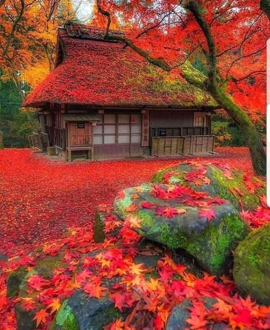 CorellaTej7982's tweet photo. #home #sweethome #hogar #casa #landscape #red #redmood #redtrees #leaves #Fallinginlove #lovers #rouge #rojo #AnoNuevo #bosque #photography #beautiful https://t.co/yMIomEFouE