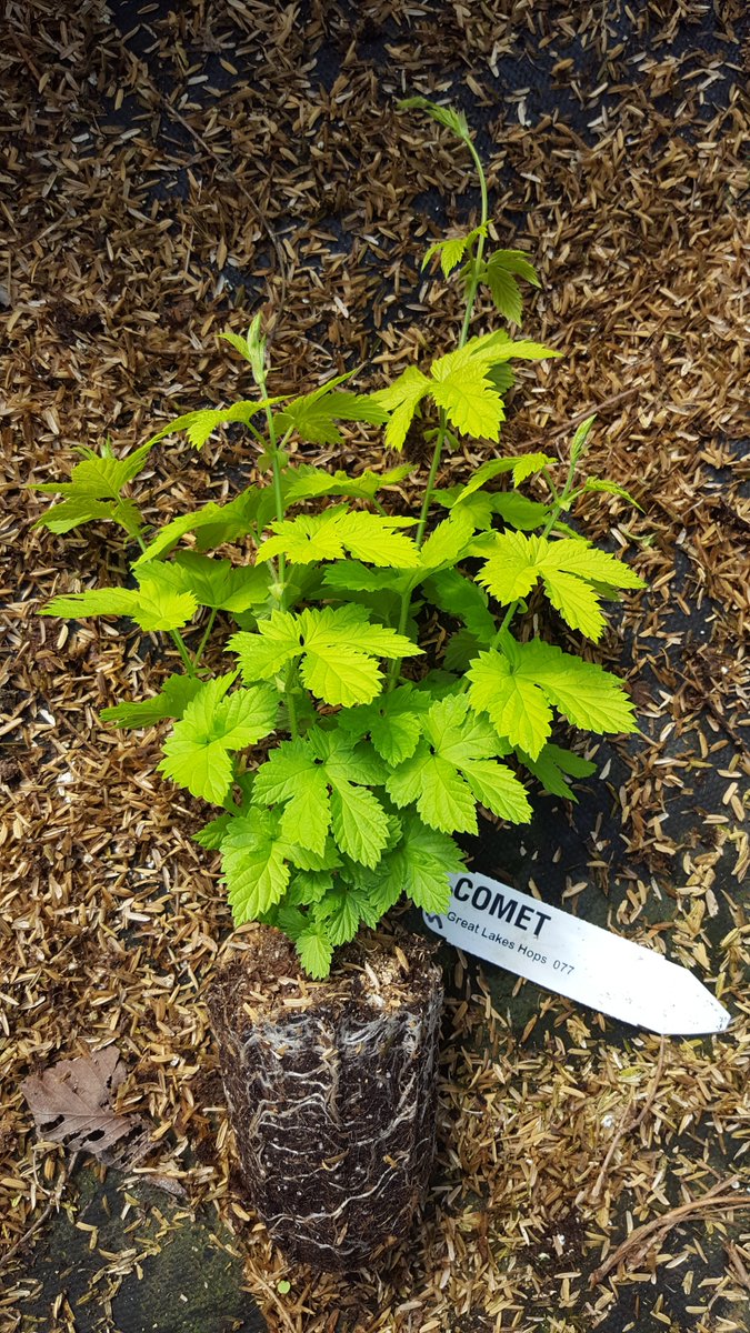 Spring is right around the corner! Pre-order your hops for spring planting by visiting Greatlakeshops.com!