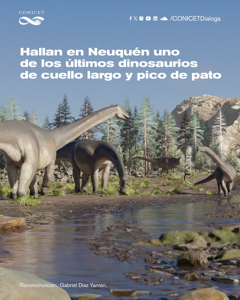 🦕Un equipo de paleontólogos del CONICET dio a conocer, a través de la revista Historical Biology, el hallazgo de una nueva especie de dinosaurio herbívoro de cuello largo, en la provincia de Neuquén. ✍️bit.ly/Sidersaura #CienciaArgentina