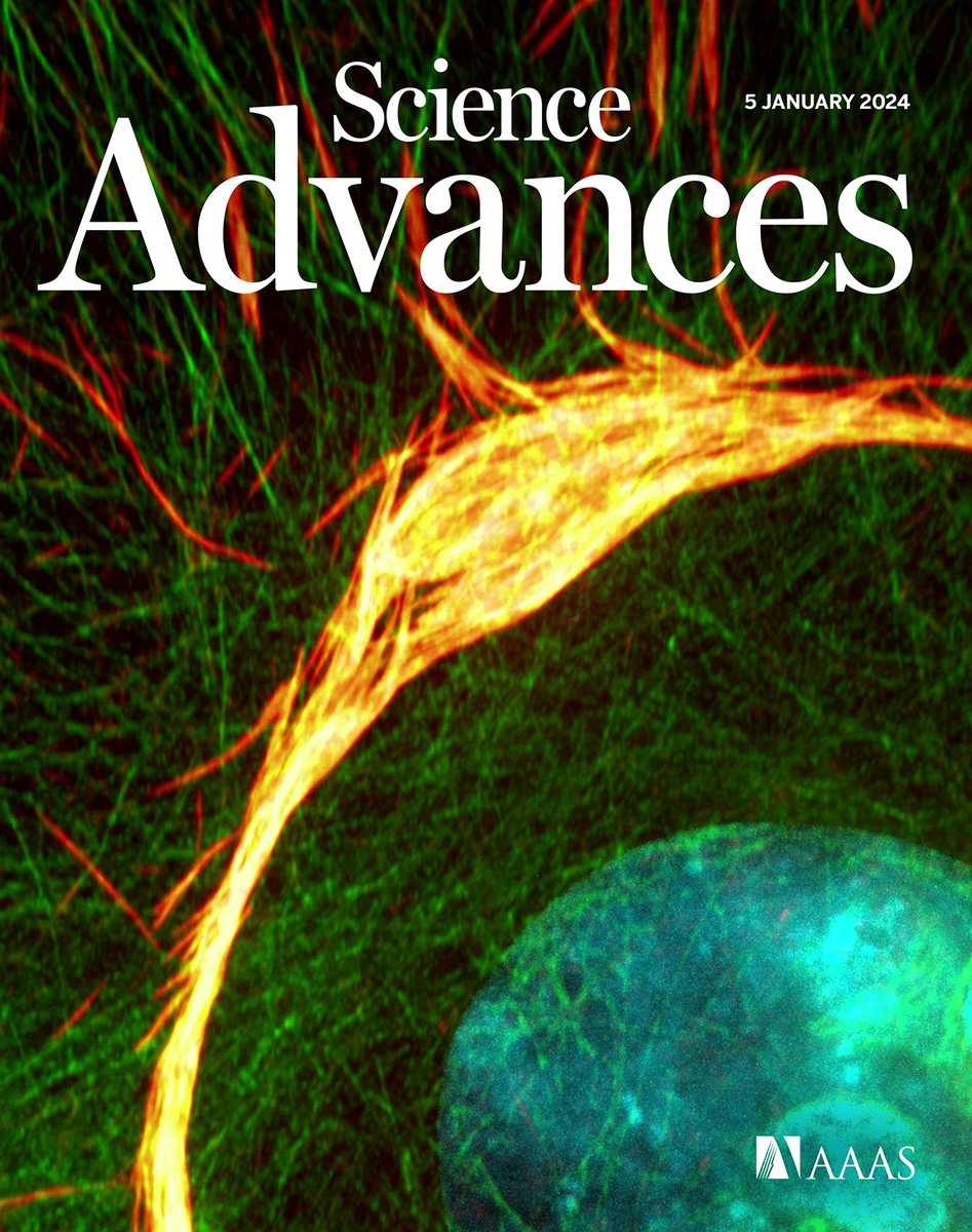 A new study shows how septins sense surrounding obstacles and shape cells for movement by locking them onto surrounding collagen fibers. The research may enable more effective CAR-T cell therapy. Learn more in this year's first issue of Science Advances: scim.ag/5oa