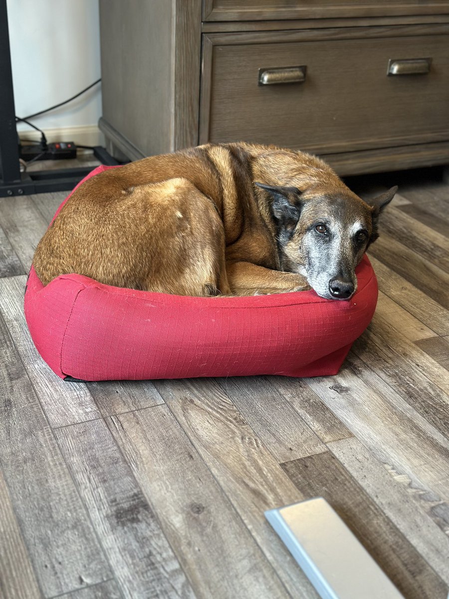 Too many small dogs= too many small beds.  I guess I will make due