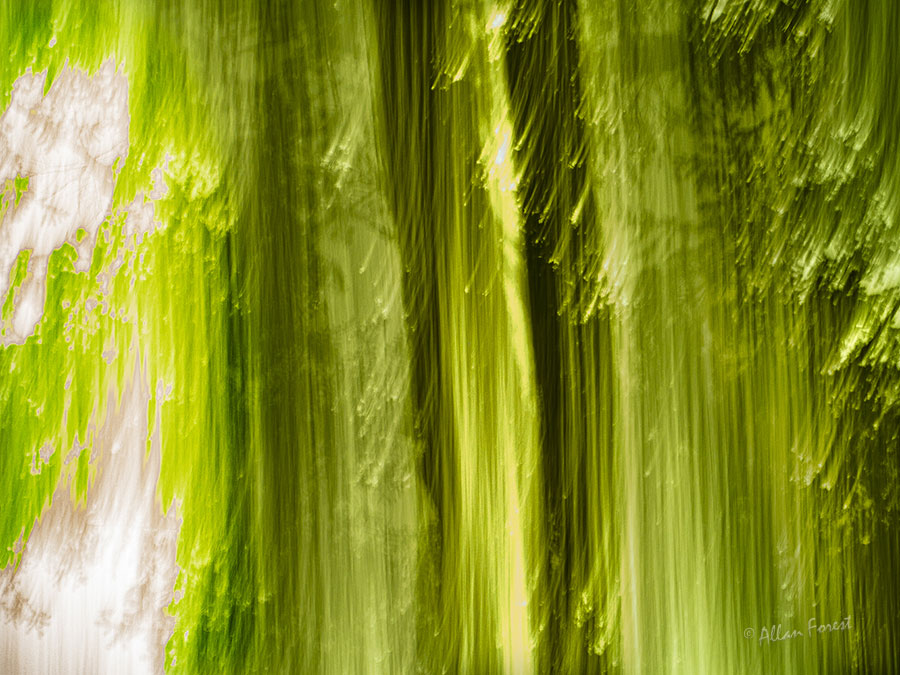 A dreamy forest walk …

.
.

#intentionalcameramovement #icm