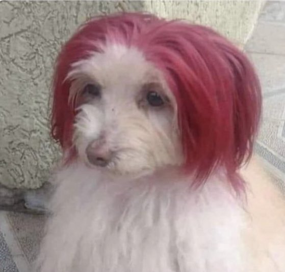 aye_cabrera_'s tweet photo. yo y las que cerramos ciclos tiñéndonos el pelo https://t.co/mGWyu5YwgT