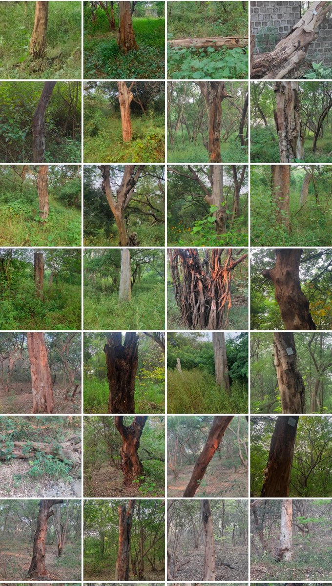 each1save2's tweet photo. @PMCPune @PMCMCO
Your tree transplanting experiment has proved to be a total failure at #Pune. Please hire experts who apply scientific methods to replant our trees instead of handing it over to uninterested contractors. #savetreesofpune
#IASvikramkumar
https://t.co/LnFkverp3B https://t.co/mwN9ZRIPcp