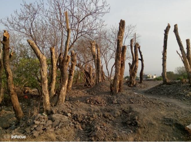 each1save2's tweet photo. @PMCPune @PMCMCO
Your tree transplanting experiment has proved to be a total failure at #Pune. Please hire experts who apply scientific methods to replant our trees instead of handing it over to uninterested contractors. #savetreesofpune
#IASvikramkumar
https://t.co/LnFkverp3B https://t.co/mwN9ZRIPcp