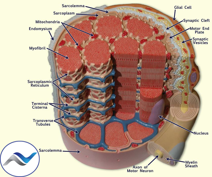 NHECredentials's tweet photo. Myofibrils are longitudinal muscle units (bundle) containing contractile filaments. They are found in skeletal and cardiac muscle fibers. https://t.co/6KaU2XFPN3