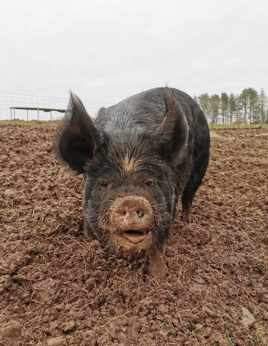 Johnny Flanagan (@johnnyhospice) on Twitter photo Ralph enjoying this weather ☔️
<a href="/DeanFarmTrust/">Dean Farm Trust 🤍</a> #animalrescue #freedom #pig #happy #animalsanctuary #Peace #home Ralph enjoying this weather ☔️
<a href="/DeanFarmTrust/">Dean Farm Trust 🤍</a> #animalrescue #freedom #pig #happy #animalsanctuary #Peace #home