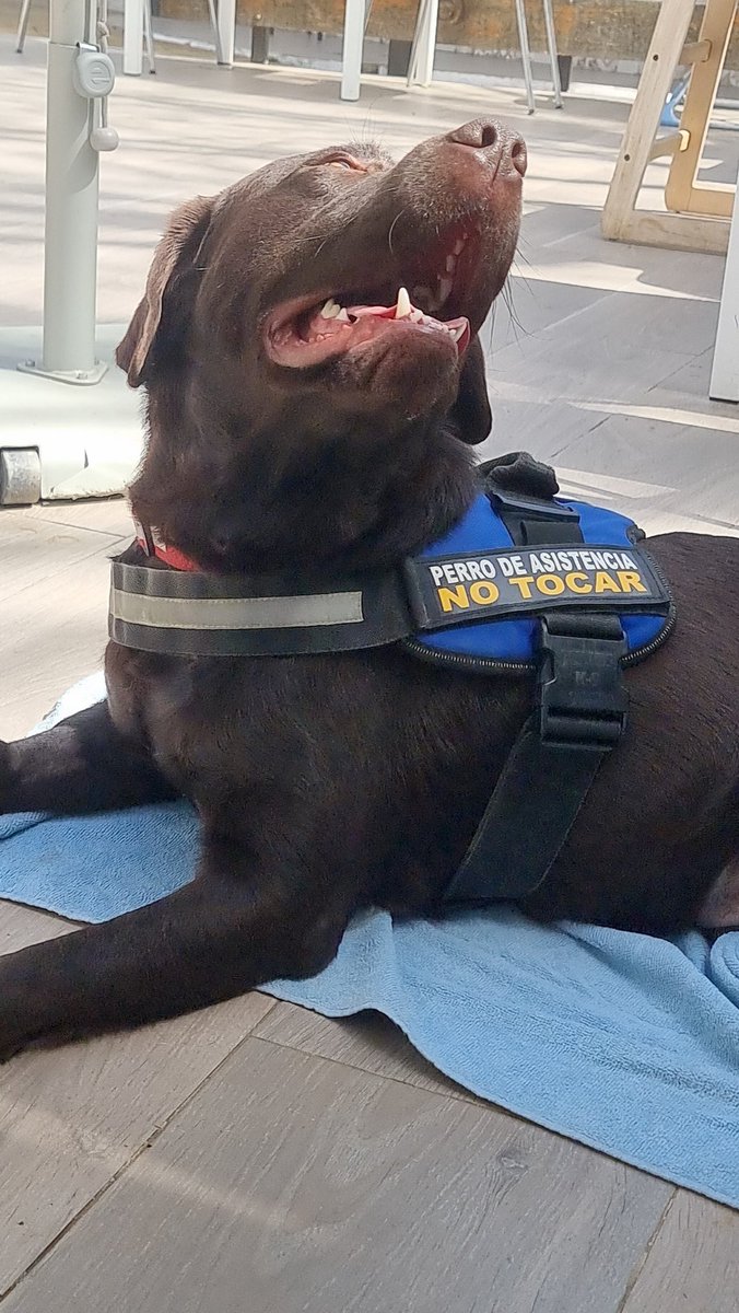 AASDiscan's tweet image. hasta que lo entregamos no supere el año y medio. ¿Cómo? Buscando perros adolescentes, que, por desgracia, hay muchos y gracias a @ProGolden_
nos llegan perrazos que sus familias ya no quieren.

Por ejemplo, Bruno, Sira, Bowie, Maia y Kivi (al que hemos recogido hoy)