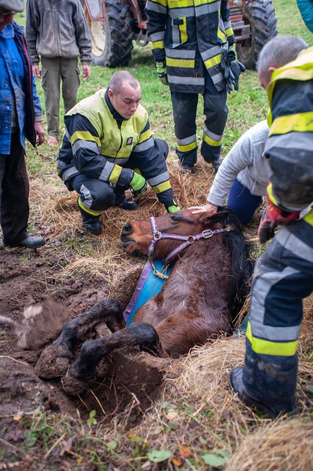 SDIS_89's tweet photo. 👩🏻‍🚒🐴 #Sauvetage heureux d'un #Cheval.

🚒 L'action rapide &amp; efficace des #Pompiers89 avec notamment l'équipe spécialisée #USAR, des services de la commune et du vétérinaire, aura permis de secourir et libérer Papyrus, sain et sauf, d'un puits. 

🙏🏻 Bon rétablissement à lui ! https://t.co/H2OR05YrTP