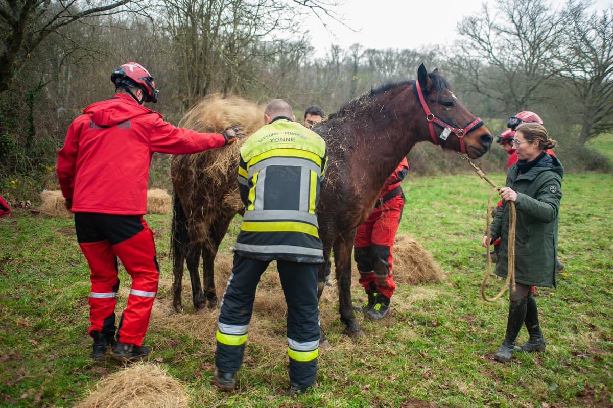 SDIS_89's tweet photo. 👩🏻‍🚒🐴 #Sauvetage heureux d'un #Cheval.

🚒 L'action rapide &amp; efficace des #Pompiers89 avec notamment l'équipe spécialisée #USAR, des services de la commune et du vétérinaire, aura permis de secourir et libérer Papyrus, sain et sauf, d'un puits. 

🙏🏻 Bon rétablissement à lui ! https://t.co/H2OR05YrTP