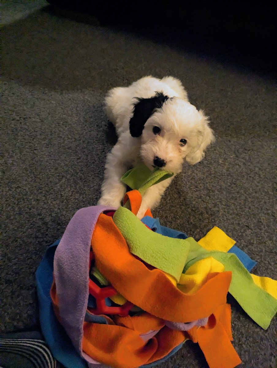 Having missed the New Year completely it's nice to be out of bed and playing with the looney. Didn't know how good a puppy snuggle could make you feel #Wellbeing #puppylove