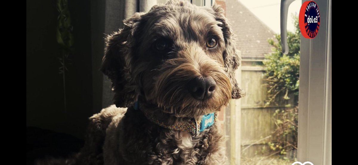 Chappers2013's tweet photo. 🚨 Bonnie has been taken 🚨 
She is 4yrs old. Was in Surrey. Could be Essex or anywhere now. 

Please message @PaulMaleary with any information as her owner is missing her terribly 😢 https://t.co/2qkeJbvxRR