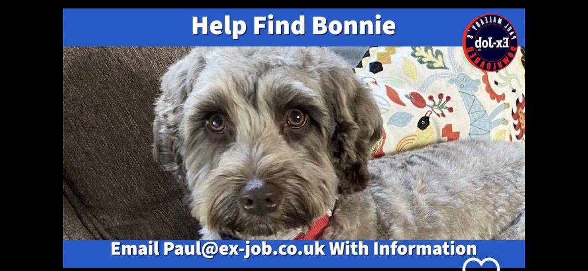 Chappers2013's tweet photo. 🚨 Bonnie has been taken 🚨 
She is 4yrs old. Was in Surrey. Could be Essex or anywhere now. 

Please message @PaulMaleary with any information as her owner is missing her terribly 😢 https://t.co/2qkeJbvxRR